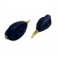 EXTRA CARP PASTE BOMB IN-LINE BLACK 40G