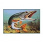 Delphin Rohož 3D šťuka 60cmx40cm