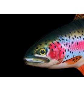 Vankúš Gaby Plyšová Ryba Pstruh Dúhový