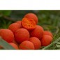 Boilies Starbaits Probiotic Peach Mango s N-Butyric 1kg
