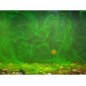 Korda The Goo Woonderberry Supreme 115ml