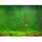 Korda The Goo Pinkberry Smoke 115ml