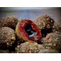 LK Baits Nutrigo FEED-EX Monster Crab 800g, 20 mm