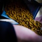 Munch Baits Citrus Nut Pellet 1kg