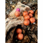 Carp Inferno Boilies Nutra Line Višňa Chilli