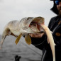 BKK systém na dravcov Stinger BB Trigger-21 Stinger Rig