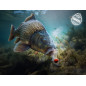 Nástraha D SNAX SHELL Wafters Rozpustné 30g - Losos Rak